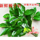 生果樂(lè )【三把】新鮮柚子葉 祈福 去晦氣 開(kāi)運沐浴帶枝 30年老樹(shù)當天采摘