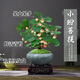 臨雅小盼菩提樹(shù)盆栽帶果綠植室內禪意盆景植物天白汝瓷盆源頭直發(fā)