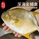 北海灣 新鮮海捕金鯧魚(yú) 大鯧魚(yú)海鮮平魚(yú)冷凍扁魚(yú)冰鮮大鯧魚(yú)海魚(yú)銀魚(yú)魚(yú)類(lèi) 【凈重400-500克/條】 共4條