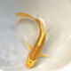 墨一金魚(yú)活魚(yú)黃金錦鯉魚(yú)招財風(fēng)水魚(yú)龍鳳錦鯉好養耐活冷水觀(guān)賞魚(yú) 黃金錦鯉20-25公分1條