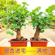 七抒銀杏樹(shù)苗盆景老樁矮霸庭院辦公室花卉素材盆栽植物室內易活四季麥 綠葉 5年苗2棵送肥送盆