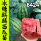 早熟冰糖麒麟西瓜8424秧苗早春紅玉懶漢黃瓤小鳳甜王西瓜種籽庭院 冰糖麒麟8424西瓜苗5棵