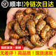 新鮮知了猴冷鏈批發(fā)活體速凍金蟬知了鮮活蠶蟬蛹爬叉猴結了龜順豐 2斤裝(180-200只)
