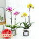 花友蝴蝶蘭盆栽水培植物綠植室內(nèi)好養(yǎng)蘭花年宵花卉 蝴蝶蘭3棵【顏色隨機】不含盆