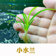 森淵（SENYUAN） 魚(yú)缸前景草水草活體趴地爬地矮珍珠挖耳牛毛氈迷你矮天湖葵 小水蘭5顆