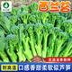 農(nóng)點贊西蘭苔菜種子西蘭花芥藍青梗松花菜耐寒四季家庭庭院栽種特色蔬菜 西蘭苔種子3克