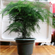 大文竹盆栽盆景綠色植物客廳花卉盆栽客廳辦公室桌面綠植 40-50公分文竹不含盆