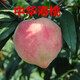 桃樹(shù)苗 中華壽桃 桃樹(shù)苗 晚熟高產(chǎn) 中華圣桃嫁接桃樹(shù)果苗 5年苗當年結果 111cm(含)-140cm(含)
