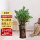 Only you【兩小時(shí)達(dá)】步步高發(fā)財(cái)樹金錢綠蘿天堂鳥搖錢樹盆栽開業(yè)公司門口 金錢樹