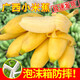 舅甜果蔬廣西特級小米蕉【現(xiàn)摘現(xiàn)發(fā)】新鮮水果香蕉粉蕉 嚴選果 9斤