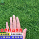 昂景進(jìn)口矮生四季青草籽高檔草坪種子免修剪抗旱耐寒護坡固土綠化草種 【庭院推薦】高檔凈籽四季青1斤