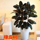 橡皮樹(shù)黑金剛盆栽客廳室內大葉四季常青大型綠植物陽(yáng)臺盆景好養殖 橡皮樹(shù)高度50厘米一顆不帶盆