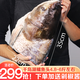 好拾味千島湖生態(tài)大花鰱魚(yú)頭去鱗去鰓冷凍食材生鮮魚(yú)類(lèi)剁椒魚(yú)頭胖頭魚(yú) （凈膛）4.8~6斤/2片裝鳙魚(yú)頭