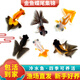 智伴熊 ZIBARBEAR蝶尾金魚(yú)鎏金小金魚(yú)活觀(guān)賞魚(yú)小型冷水魚(yú)淡水魚(yú)好養耐活紅獅魚(yú)泰獅 4-5cm隨機蝶尾金魚(yú)3條