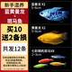 CRAZY PLANT曼龍魚(yú)活體觀(guān)賞魚(yú)活體熱帶好養耐活淡水冷水招財風(fēng)水水族小金魚(yú)苗 【新手混養】曼龍+斑馬魚(yú) 10+2