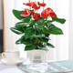 臨雅水培植物粉掌盆栽水養(yǎng)紅掌鮮花綠植辦公室內(nèi)桌面好養(yǎng)活四季開花 紅掌+早安盆