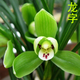 玫絢蘭花 春蘭老八種蘭花苗宋梅辦公室內庭綠植盆栽花卉 精品龍字 老種3苗