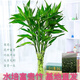富貴竹水培植物盆栽綠植花卉室內花客廳招財水養(yǎng)轉運竹節(jié)節(jié)高 富貴竹50-60厘米10顆（熱賣款 不帶花瓶