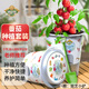 德沃多肥料番茄種子DIY兒童趣味種植盆栽套裝學生植物觀察幼兒園圣女果
