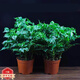 種花迷幸福樹(shù)綠植花卉小盆栽室內客廳辦公室D6 一盆四顆幸福樹(shù)(原盆發(fā)貨 2盆精品幸福樹(shù)(原盆發(fā)貨)20厘米左右高