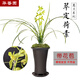 華香園翠定荷素蕙蘭花苗濃香型花苞辦公室內(nèi)盆栽盆景綠植物花卉 翠定荷素3苗帶花苞裸根發(fā)貨