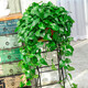 櫻霞【順豐上門】綠蘿盆栽室內(nèi)植物花卉家用綠植水培長藤垂吊大盆綠籮 360#特大盆長藤綠蘿1盆+吸水盆