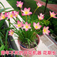 卓天（ZHUOTIAN）【常年開(kāi)花】重瓣風(fēng)雨蘭清香型好養易活庭院陽(yáng)臺盆栽花卉耐寒 混色風(fēng)雨蘭種球10顆