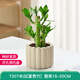墨一綠植盆栽辦公室內(nèi)桌面花卉植物 富貴竹+奶油色棒棒花盆 源頭直發(fā)