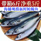 伊杰蔻 青魚新鮮青占魚青花魚鮐鲅魚整箱大鲅魚批發(fā)鯖魚海鮮水產(chǎn)魚類 鮐鲅魚整箱6斤(大一點(diǎn))