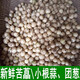 辰實(shí)四川苦藠 苦藠頭新鮮小根蒜苦芥苦叫小蒜頭 茭頭 2斤
