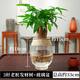 水培發(fā)財樹(shù)小盆栽綠植物辦公室內桌面書(shū)房客廳水養盆景四季易養活 3桿發(fā)財樹(shù)+蛋形玻璃盆