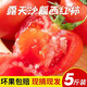 河南山東西紅柿番茄新鮮透心紅新鮮現摘整箱非普羅旺斯3斤5斤裝 帶箱4.6-5.1斤裝甄選優(yōu)質(zhì)果 5斤