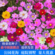 森韋睦野花組合花種子四季開花易種活多年生室外庭院種植百日草格桑花籽 矮桿七彩格?；?一斤裝