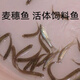 喂烏龜魚苗小魚苗食蚊魚麥穗魚練手魚苗活體飼料金銀龍魚包活魚苗批發(fā) 飼料魚2/3厘米30條送20%防損