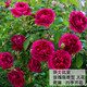 耐寒薔薇花苗爬藤四季開(kāi)花室內盆栽室外藤本月季玫瑰花卉易活植物 莎士比亞   爬藤 精品花苗 不含盆
