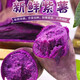 農(nóng)大姐妹紫薯 山東特產(chǎn)沂蒙紫地瓜 新鮮現(xiàn)挖沙地紫薯 山芋 板栗紅薯精品果 （凈重）5斤中果精品果