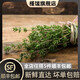 槿饈新鮮百里香250g 香草西餐用煎牛排香料蛋糕雞尾酒裝飾 百里香100g