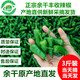 余干辣椒5斤江西正宗余干小辣椒新鮮薄皮余干豐收辣椒楓樹土辣椒青椒現(xiàn)摘 正宗余干豐收辣椒 3斤 裝保證正宗 產(chǎn)地余干縣發(fā)貨