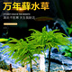 逸樂(lè )寵魚(yú)缸水草魚(yú)草萬(wàn)年蘚水草活體耐活耐低溫苔蘚魚(yú)缸水族箱生態(tài)瓶造景 新鮮發(fā)貨-萬(wàn)年蘚2棵
