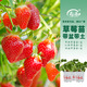 壽禾草莓苗帶土發(fā)貨大苗壽禾苗場四季帶盆栽好秋冬季批發(fā)奶油秧苗 【組合3盆】章姬奶油紅顏各1盆