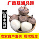 [荔浦發(fā)貨]南方美農(nóng)廣西特產(chǎn)新鮮馬蹄荸薺5斤當(dāng)季水果蔬菜餑薺中大馬蹄 特大果5斤（10-15個(gè)/斤）