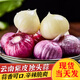 小筑傾橙 正宗云南紫皮獨(dú)頭蒜農(nóng)家獨(dú)蒜頭紫皮蒜紅皮蒜農(nóng)家蔬菜整箱 【鮮蒜】3斤大號【直徑3-3.5cm】