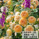 耐寒薔薇花苗爬藤四季開花室內(nèi)盆栽室外藤本月季玫瑰花卉易活植物 瑪格麗特王妃 爬藤  精品花苗 不含盆
