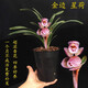 艾瑩蘭花苗建蘭 紅珍珠 金邊中矮種四季好養(yǎng)濃香室內(nèi)花卉盆栽綠植草 星荷金邊3苗連體