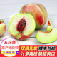夢(mèng)茜兒順豐 青州蜜桃 5斤新鮮脆甜離核水蜜桃現摘現發(fā)脫骨秋桃子丑桃當 1斤裝 A級品質(zhì) 現摘大果