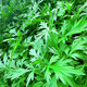 梅州新鮮艾草農(nóng)民合作社種植食用生艾葉正宗現(xiàn)摘現(xiàn)發(fā)艾草葉菜蔬菜 1500g