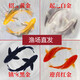 錦鯉魚金魚活魚黃金鯉黑錦鯉紅色魚白錦鯉小型耐活好養(yǎng)冷水蝴蝶鯉 6-10公分一條需要備注顏色