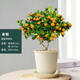 墨一金桔盆栽四季桔室內陽(yáng)臺庭院樹(shù)苗植物 愛(ài)麗絲白塑盆金桔 源頭直發(fā)