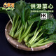 東升寧夏供港菜心300g菜薹新鮮時(shí)蔬食品嫩甜現(xiàn)摘火鍋白灼 供港蔬菜