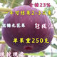 正宗優(yōu)質(zhì)嫁接砂糖無(wú)花果特大抗寒南北方種植當年結果果樹(shù)苗 2年苗【好成活】